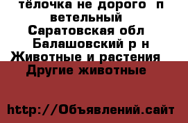 тёлочка не дорого ,п.ветельный - Саратовская обл., Балашовский р-н Животные и растения » Другие животные   